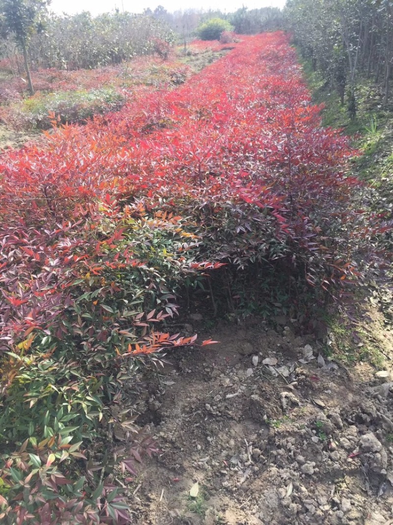 南天竹苗大量供应，40公分以上、冠幅30公分