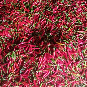 米椒，青菜
