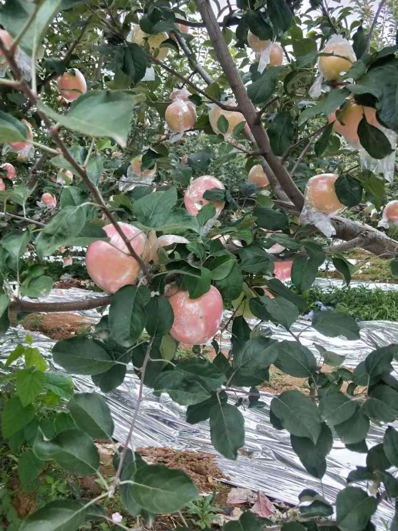 苹果早红富士花冠苹果