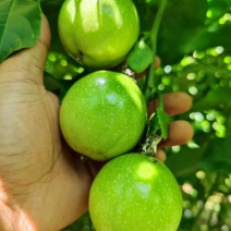 芭乐味黄金百香果