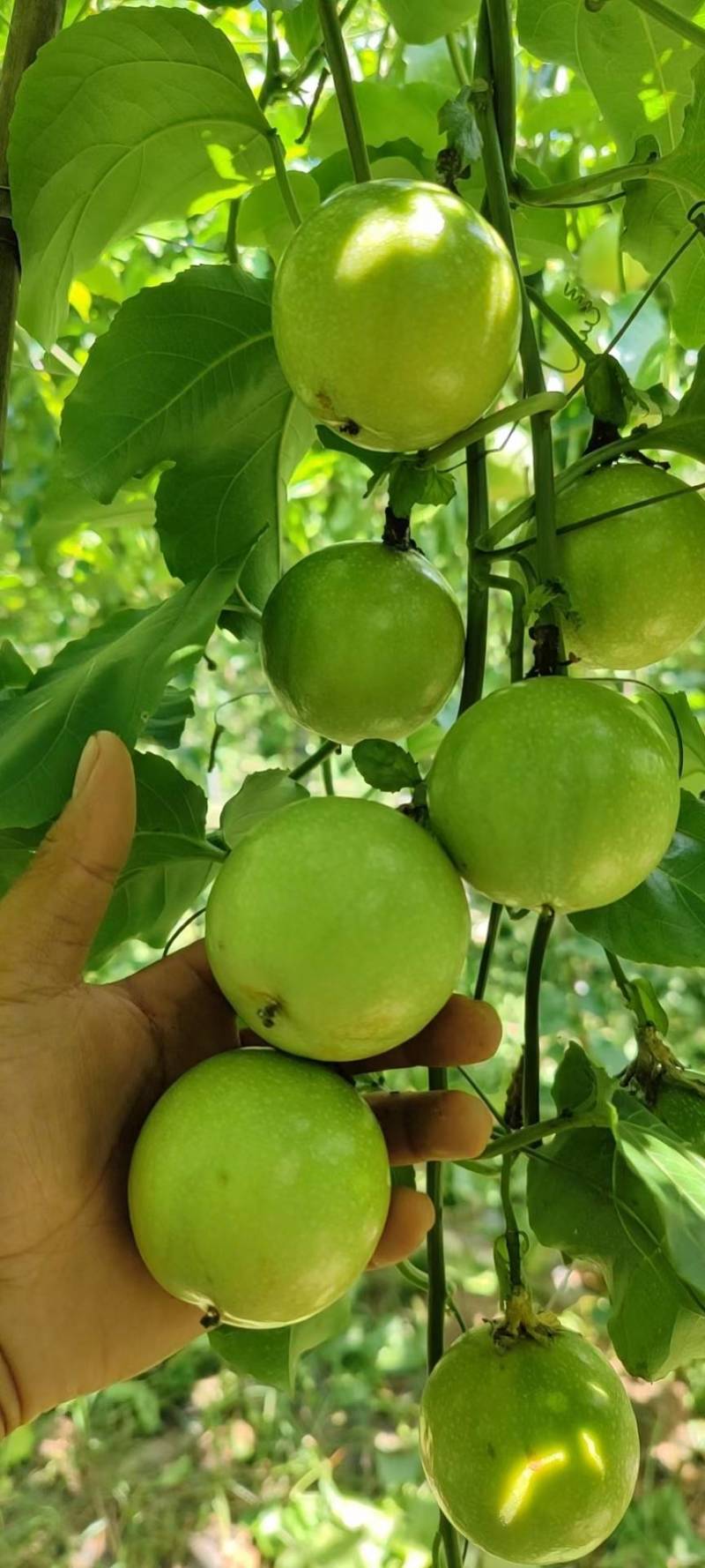 芭乐味黄金百香果