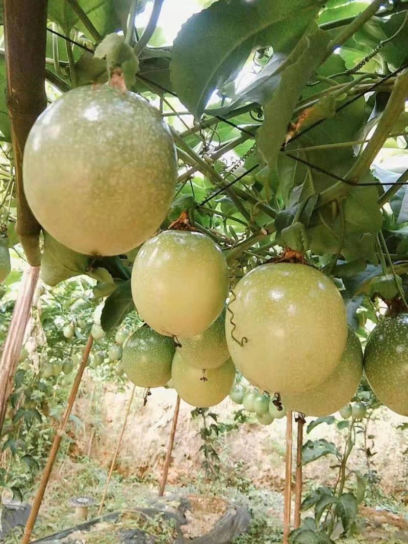 芭乐味黄金百香果