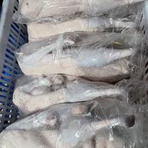 黑粽鹅烧鹅棚鹅生鲜肉鹅净重5-9斤欢迎批发
