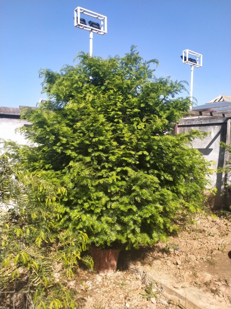 观赏价值
