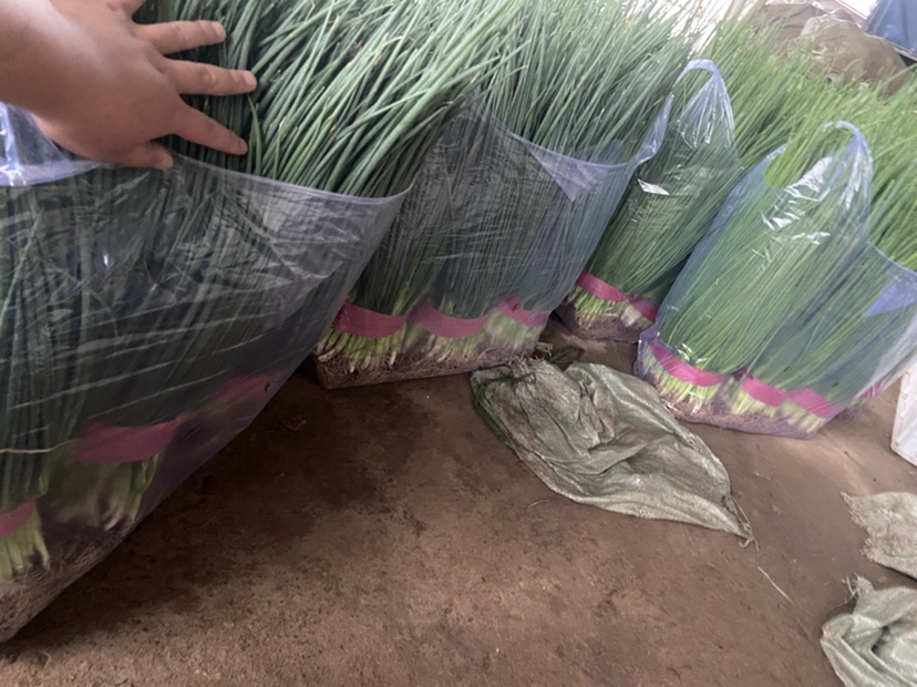 塑料瓶与小葱种子对比图