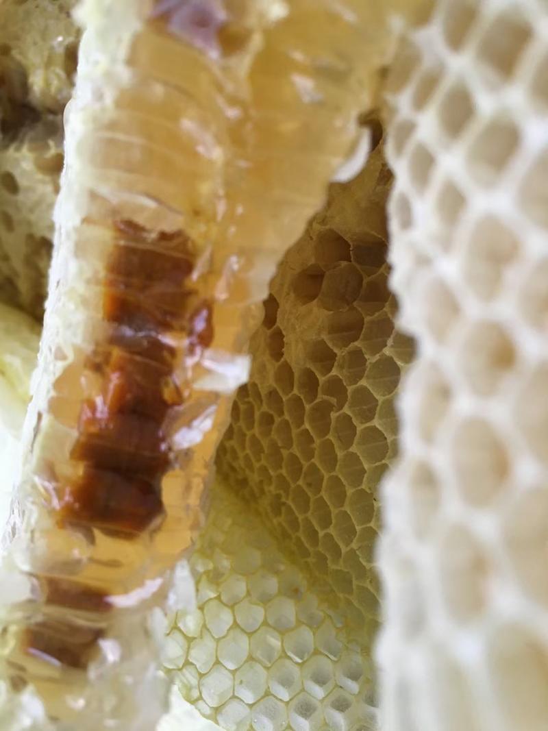 农家自养天然蜂蜜百花蜜深山老林土蜂蜜一件代发
