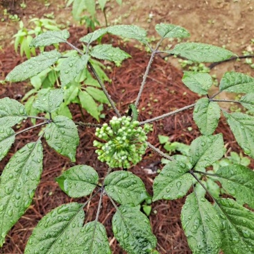 竹节参苗,竹节参种子,野三七,白三七,一年,两年种苗