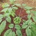 竹节参苗,竹节参种子,野三七,白三七,一年,两年种苗
