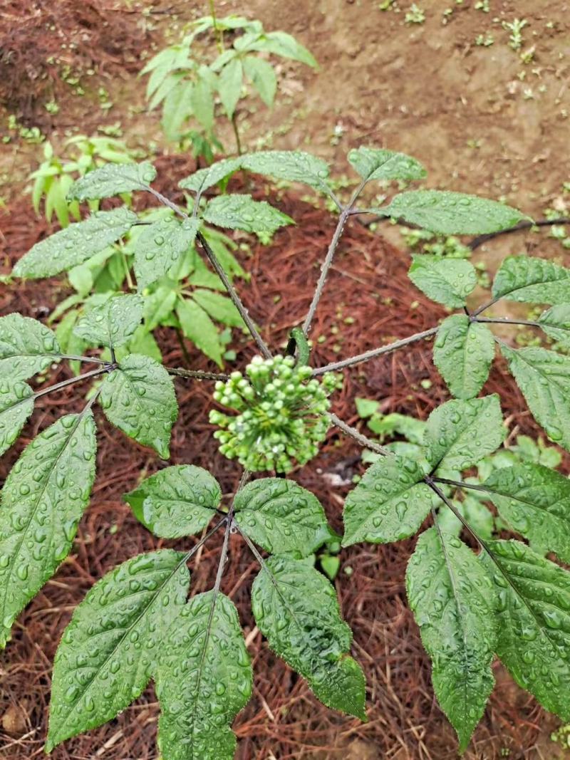 竹节参苗，竹节参种子，野三七，白三七，一年，两年种苗