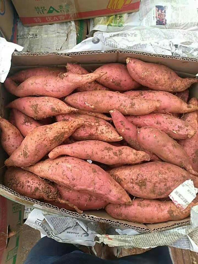 伊川县红薯