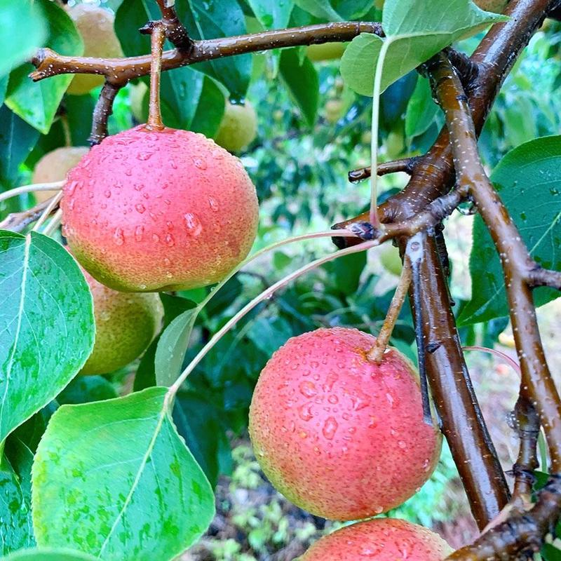 弥渡特产香酥梨当季新鲜水果现摘量大的老板来电