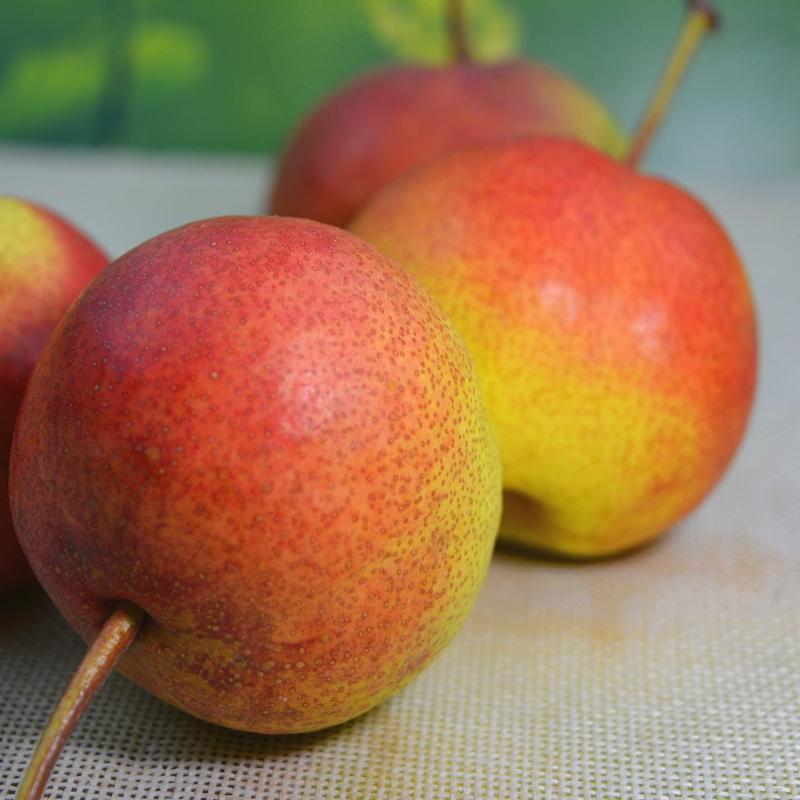 弥渡特产香酥梨当季新鲜水果现摘量大的老板来电