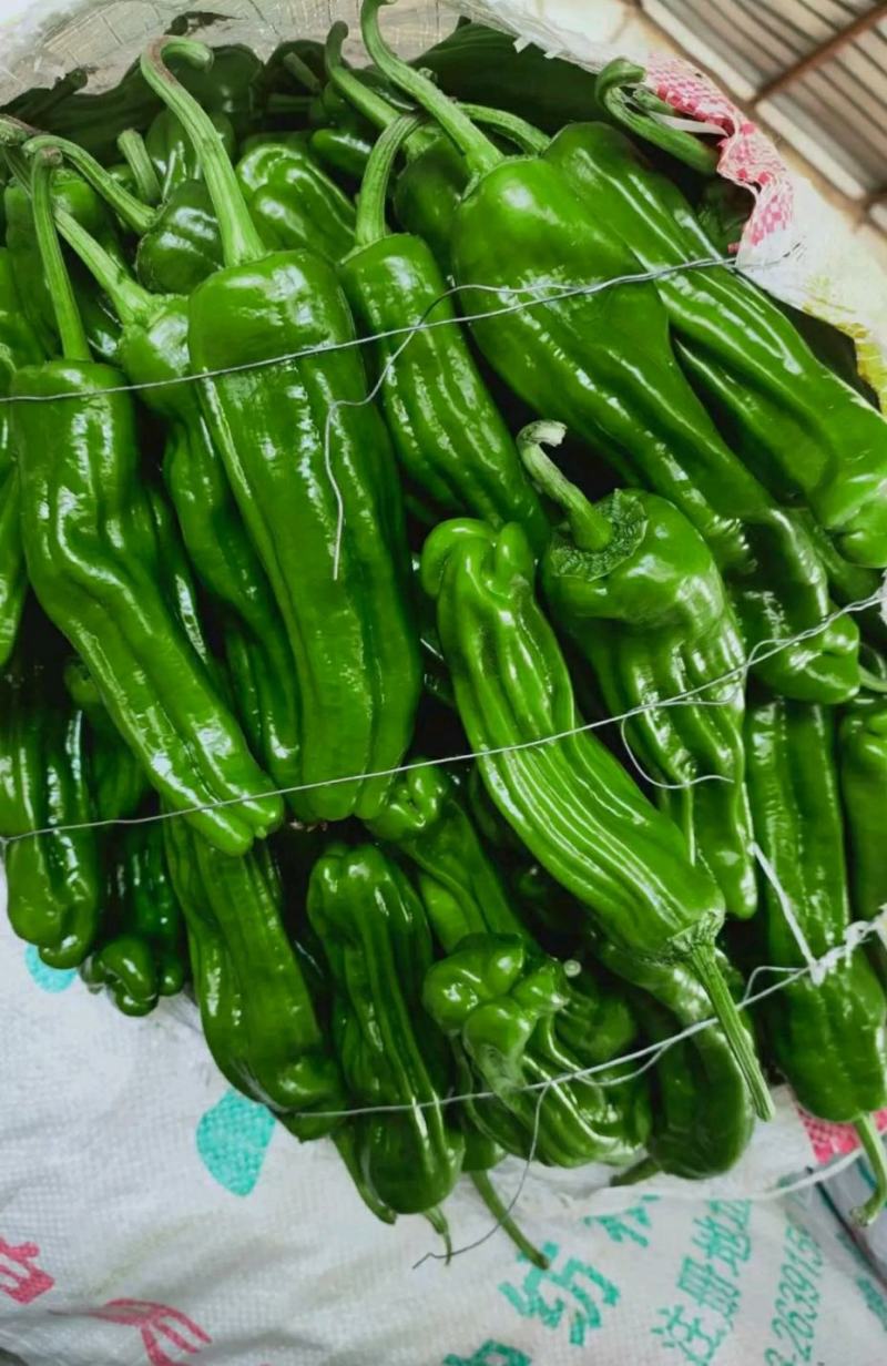 山东鲜辣椒精品薄皮芜湖椒，砀椒苏椒产地直供
