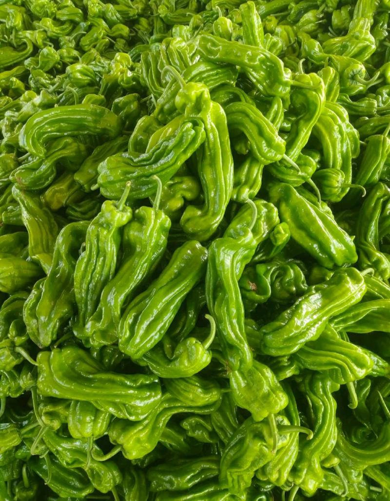 山东鲜辣椒精品薄皮芜湖椒，砀椒苏椒产地直供