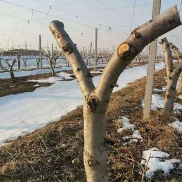 占地大桃树，桃树，桃树苗，毛桃庄，清地处理