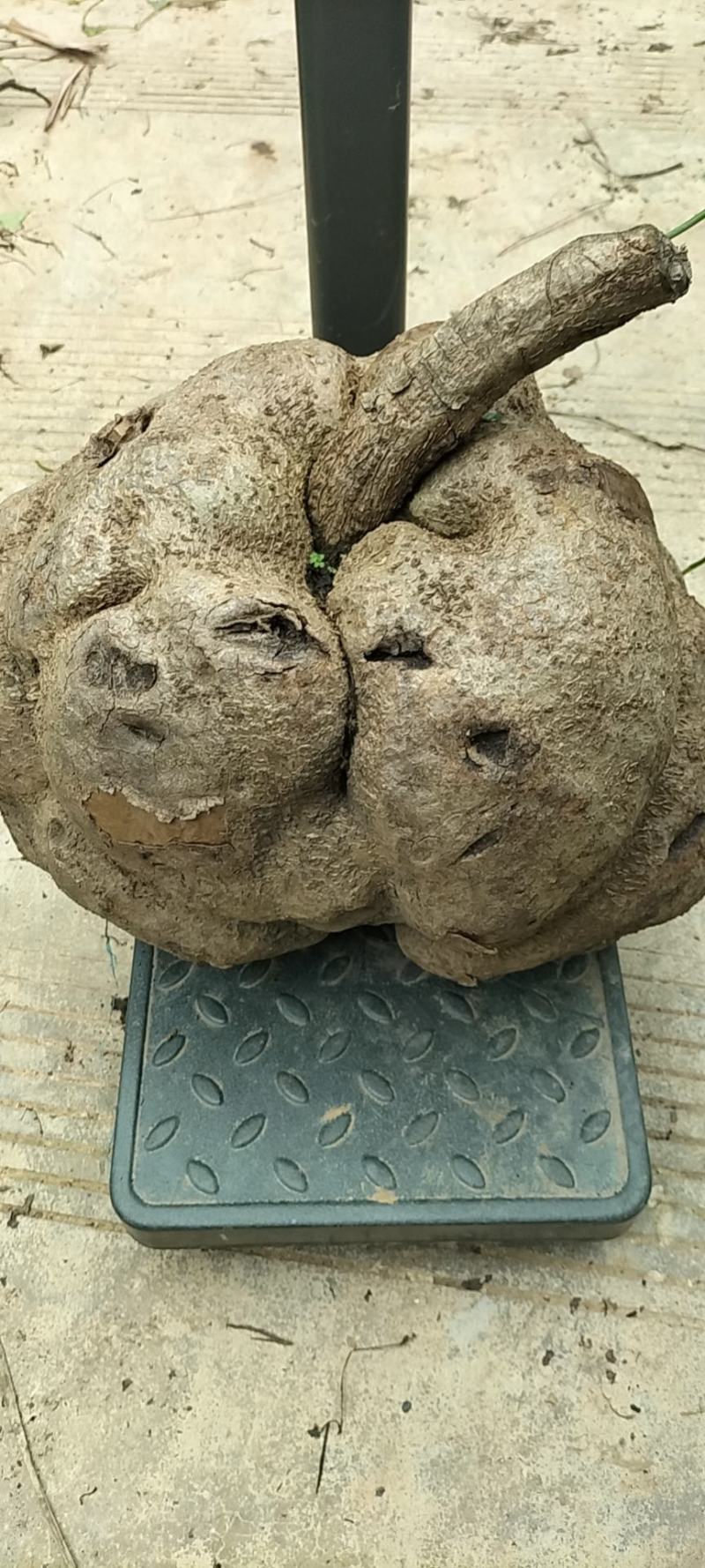 金不换，金元宝，山乌龟大量批发零售千金藤