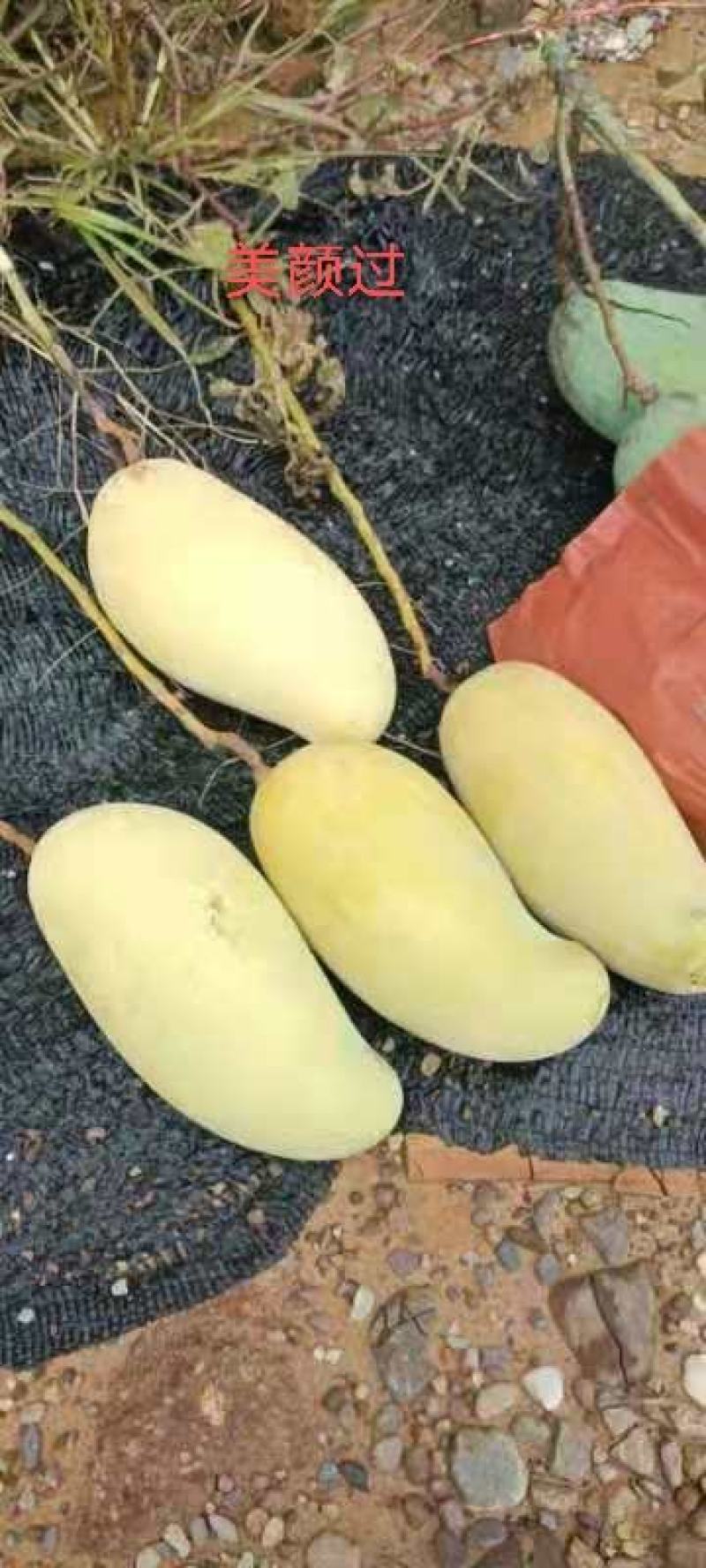 镇沅县芒果糖分高口感好量大从优可视频看货
