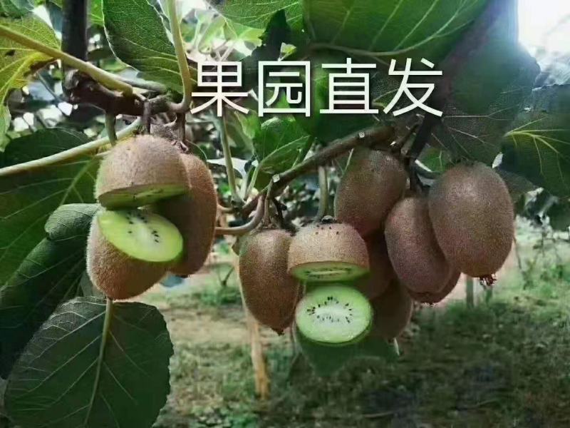 眉县猕猴桃，酸甜刚刚好好！