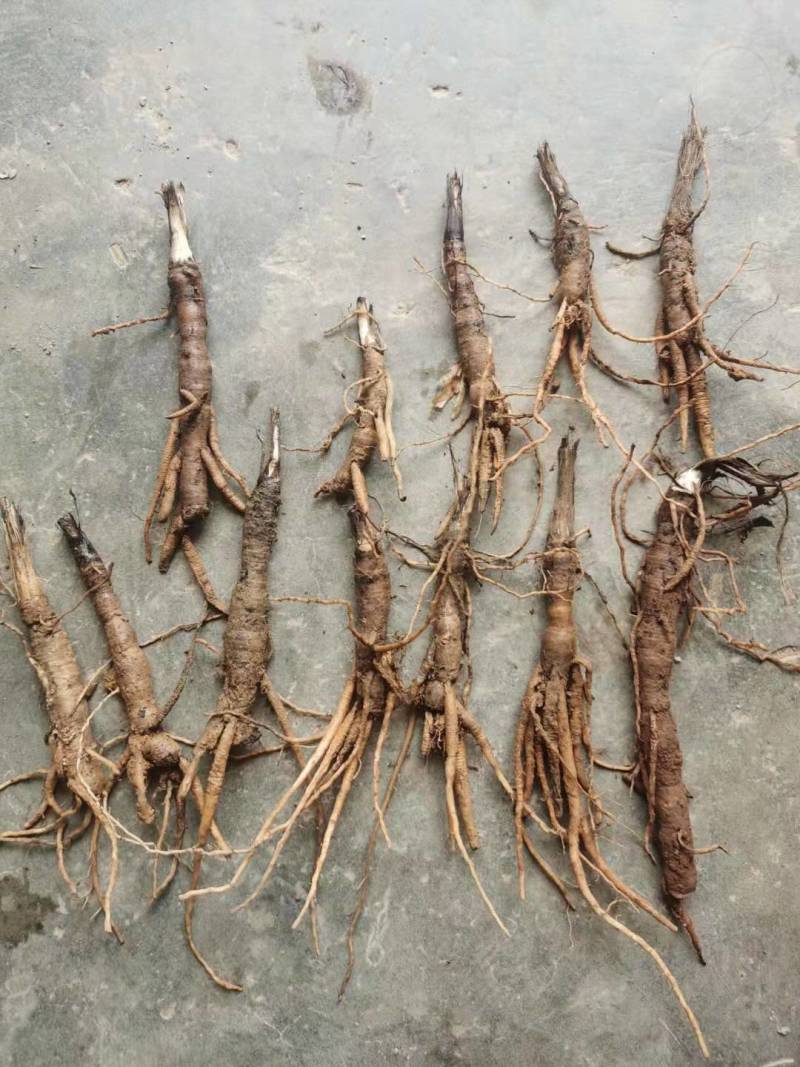 仙茅小棕根小叶品质保证量大从优