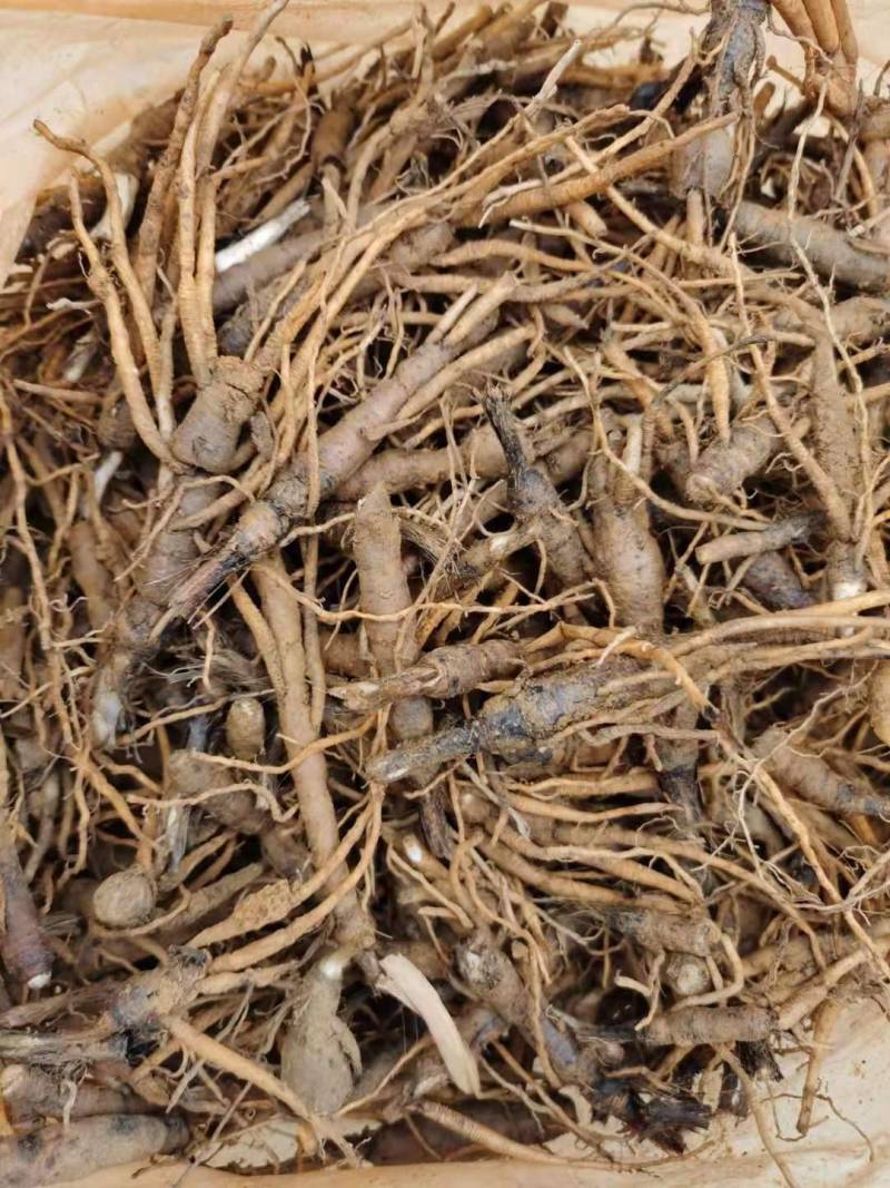 仙茅小棕根小叶品质保证量大从优