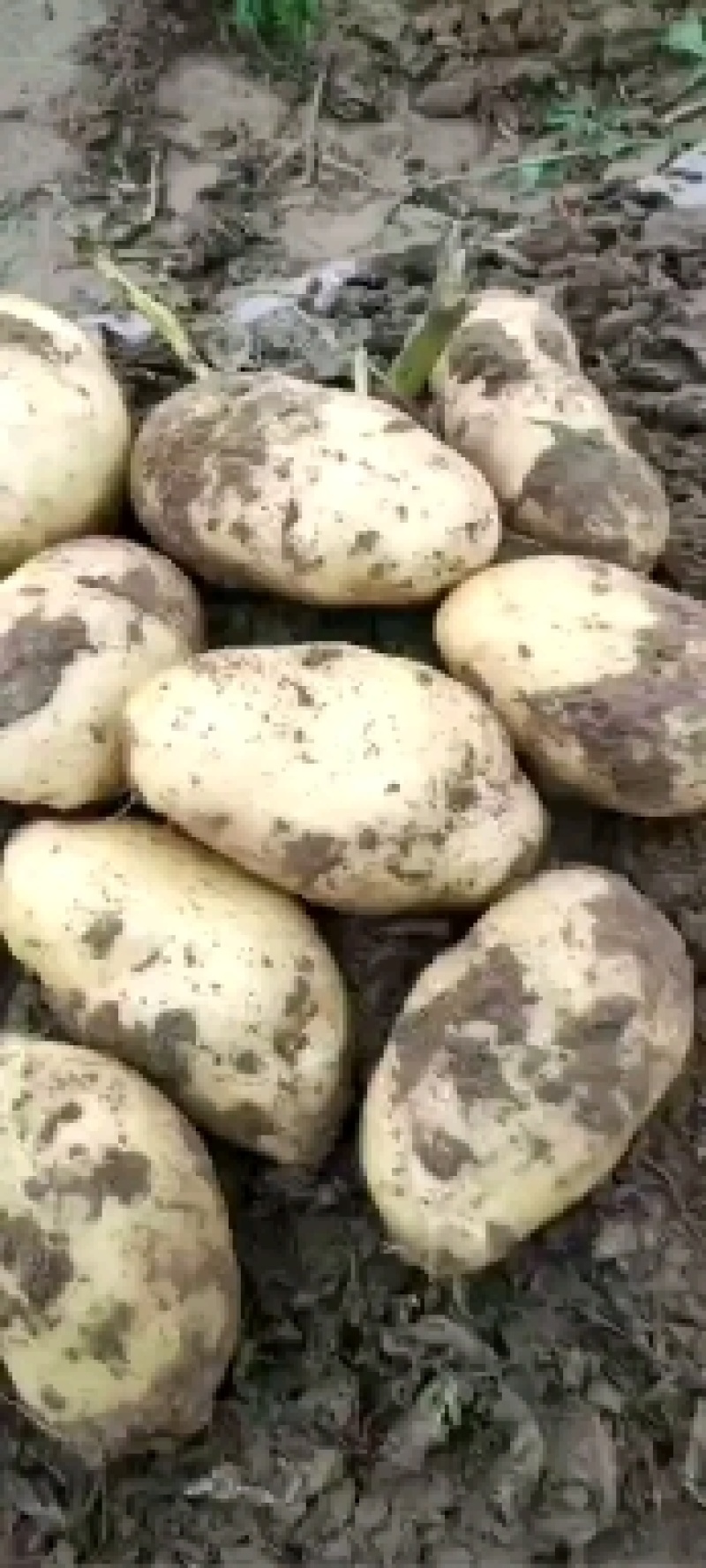 白皮黄心v7土豆，好吃有营养