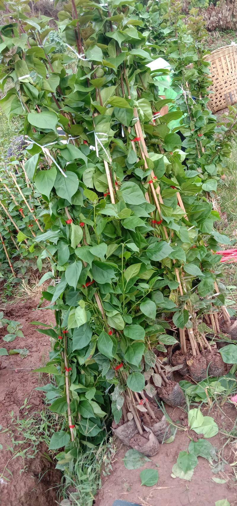 基地直销三角梅云南紫大红藤条，品质优良，裸根，带土出售。