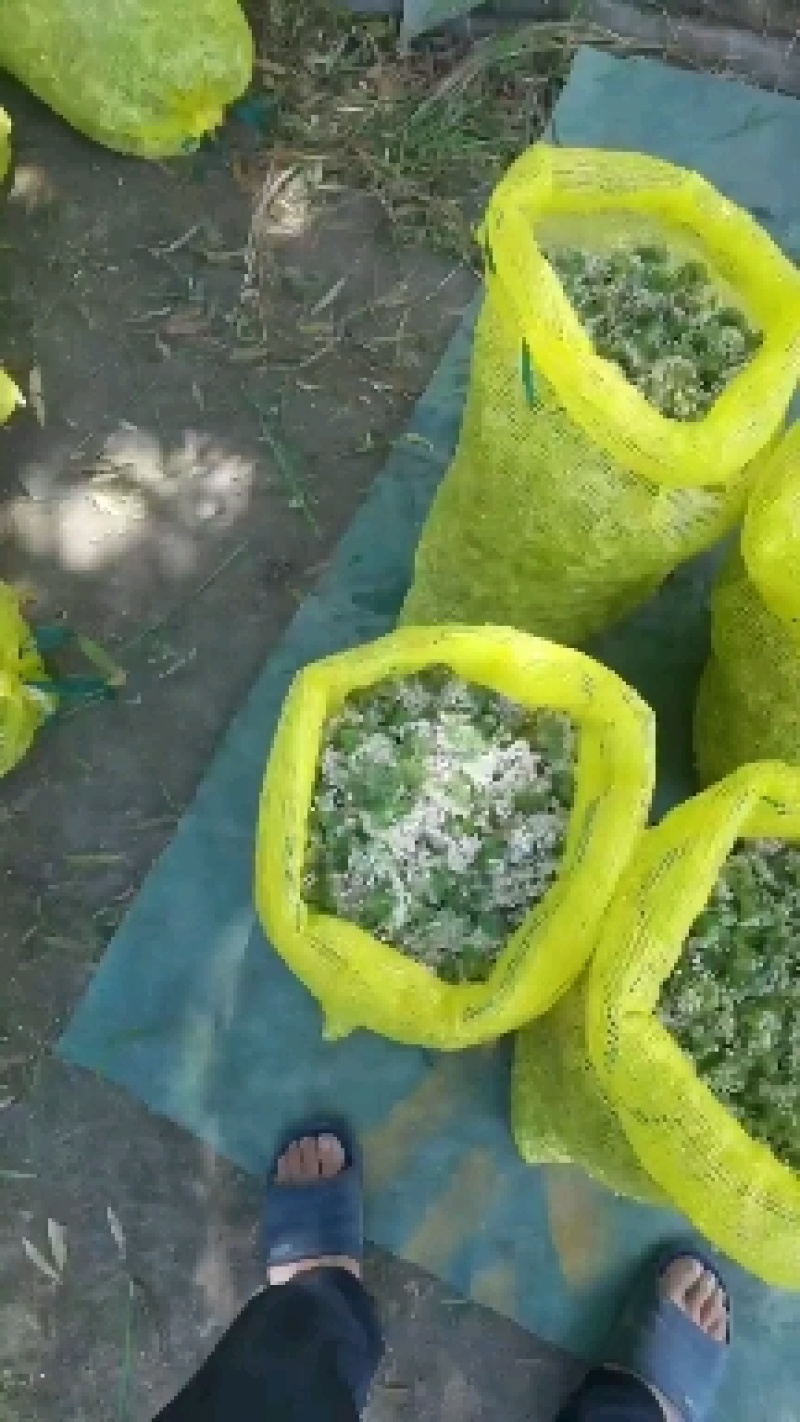 河北昌黎精品韭菜花大量上市花白朵大颗粒饱满