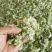 河北昌黎精品韭菜花大量上市花白朵大颗粒饱满