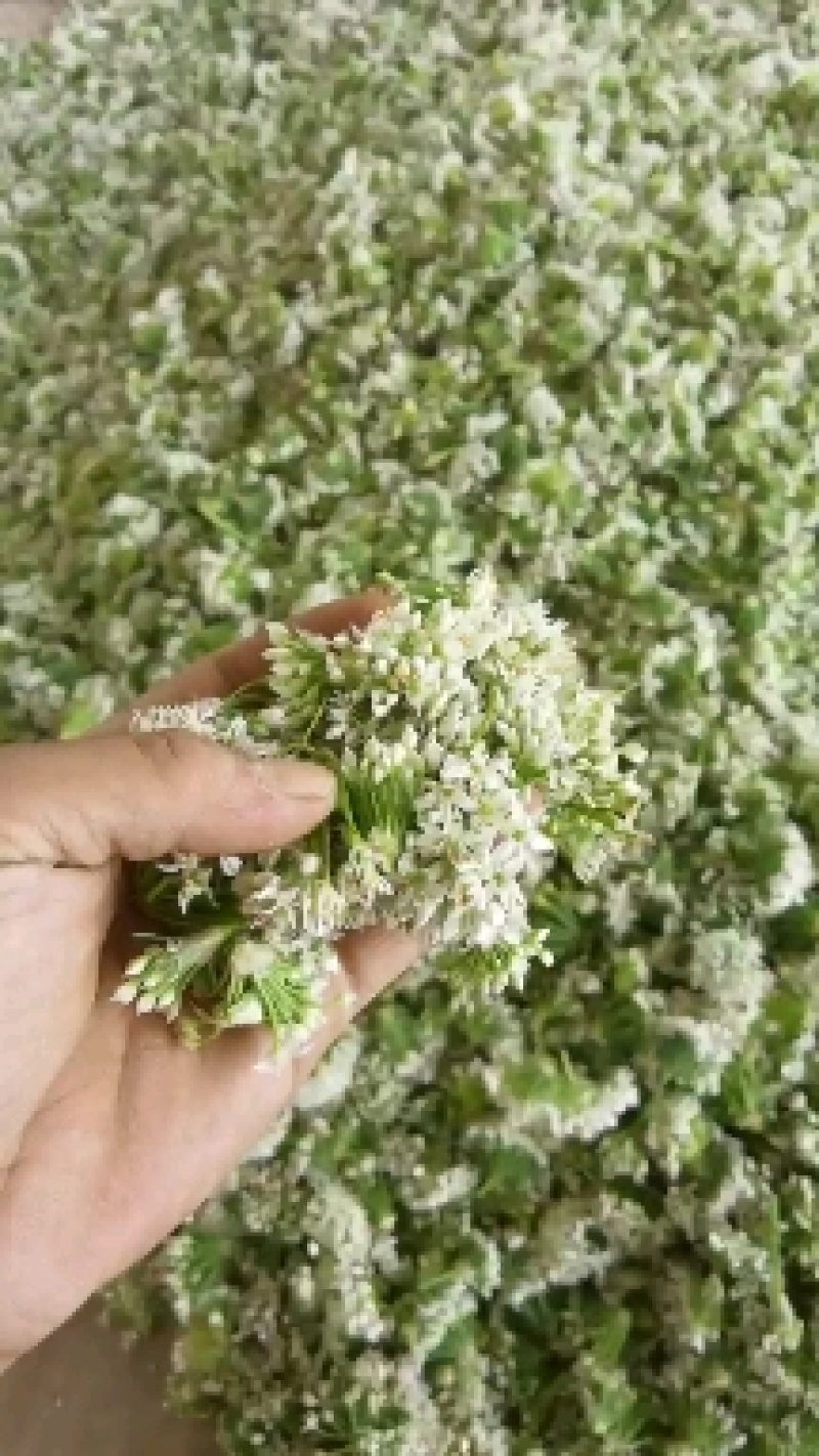 河北昌黎精品韭菜花大量上市花白朵大颗粒饱满