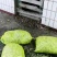 河北昌黎精品韭菜花大量上市花白朵大颗粒饱满