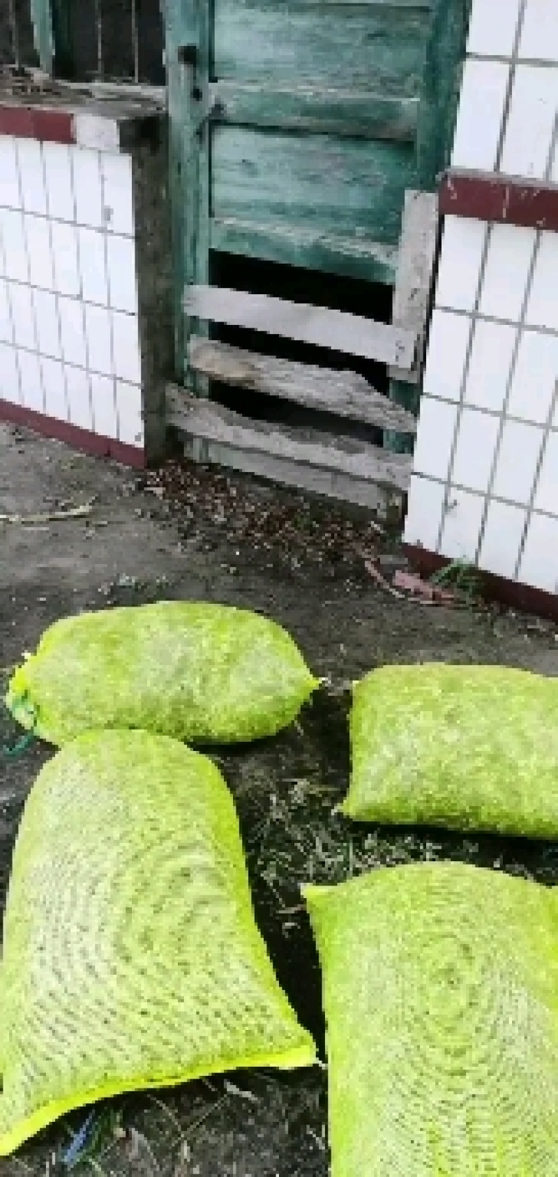 河北昌黎精品韭菜花大量上市花白朵大颗粒饱满
