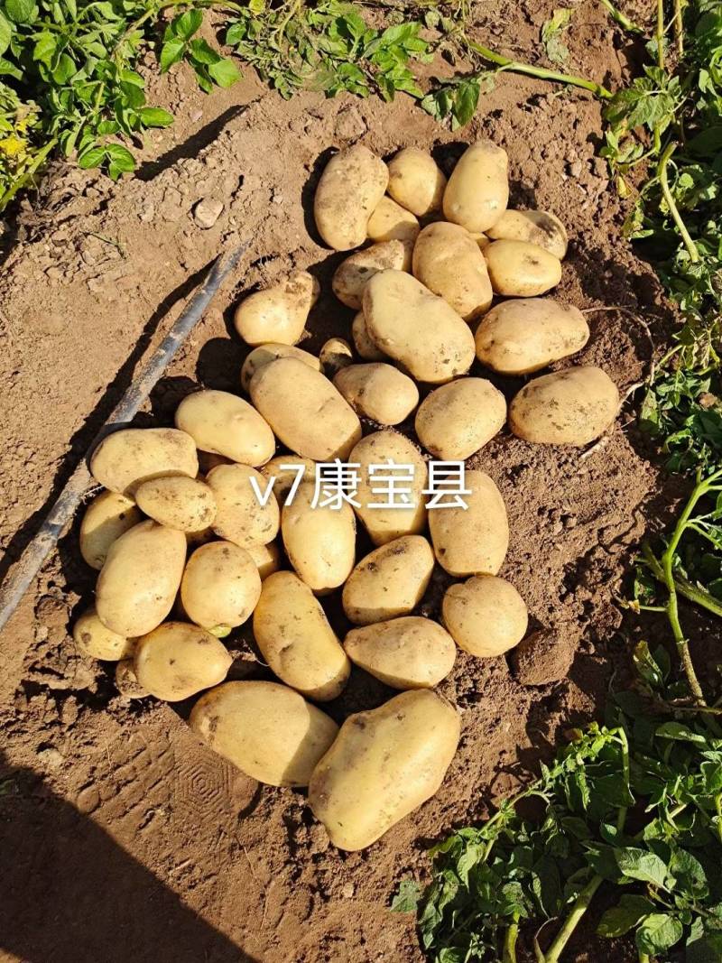 白皮黄心v7土豆，好吃有营养
