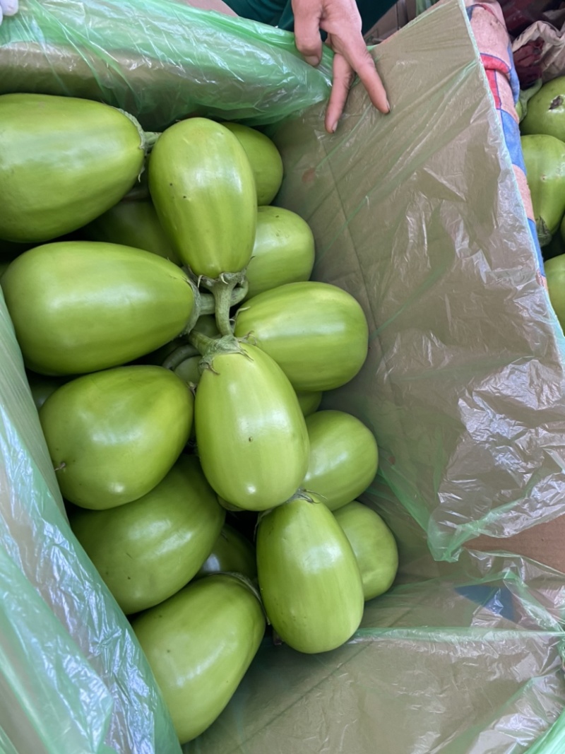 【茄子】河南精品青茄产地直发保质保量欢迎致电