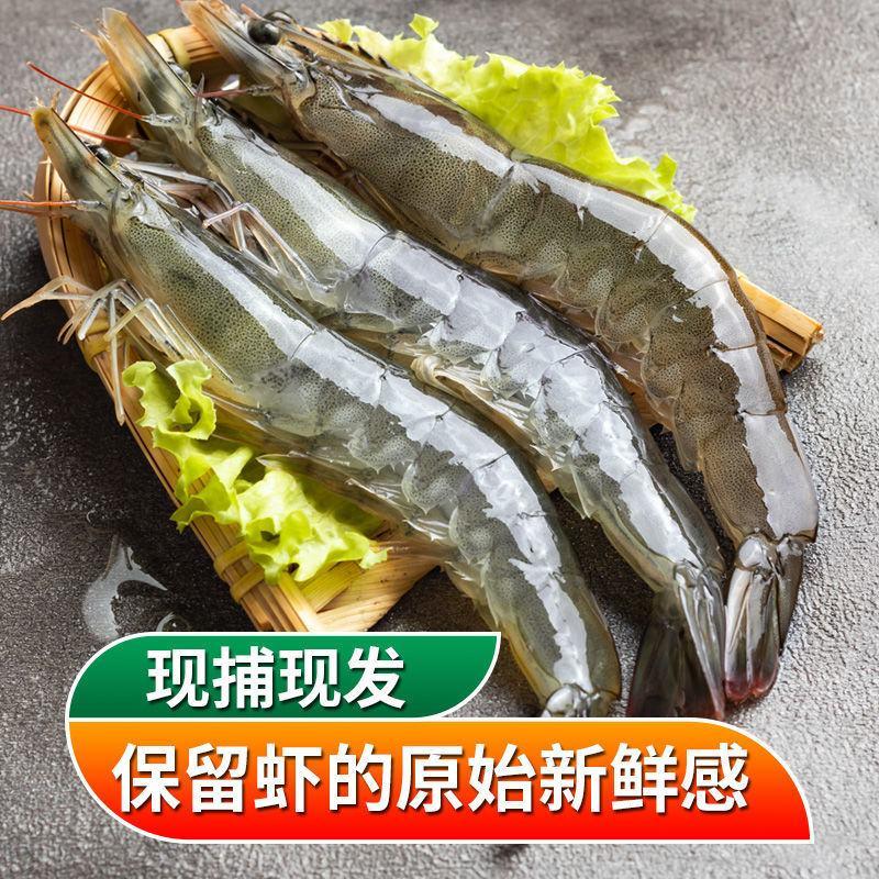 新鲜超大虾海虾海捕白虾鲜活冷冻大虾青岛基围虾青虾海鲜。