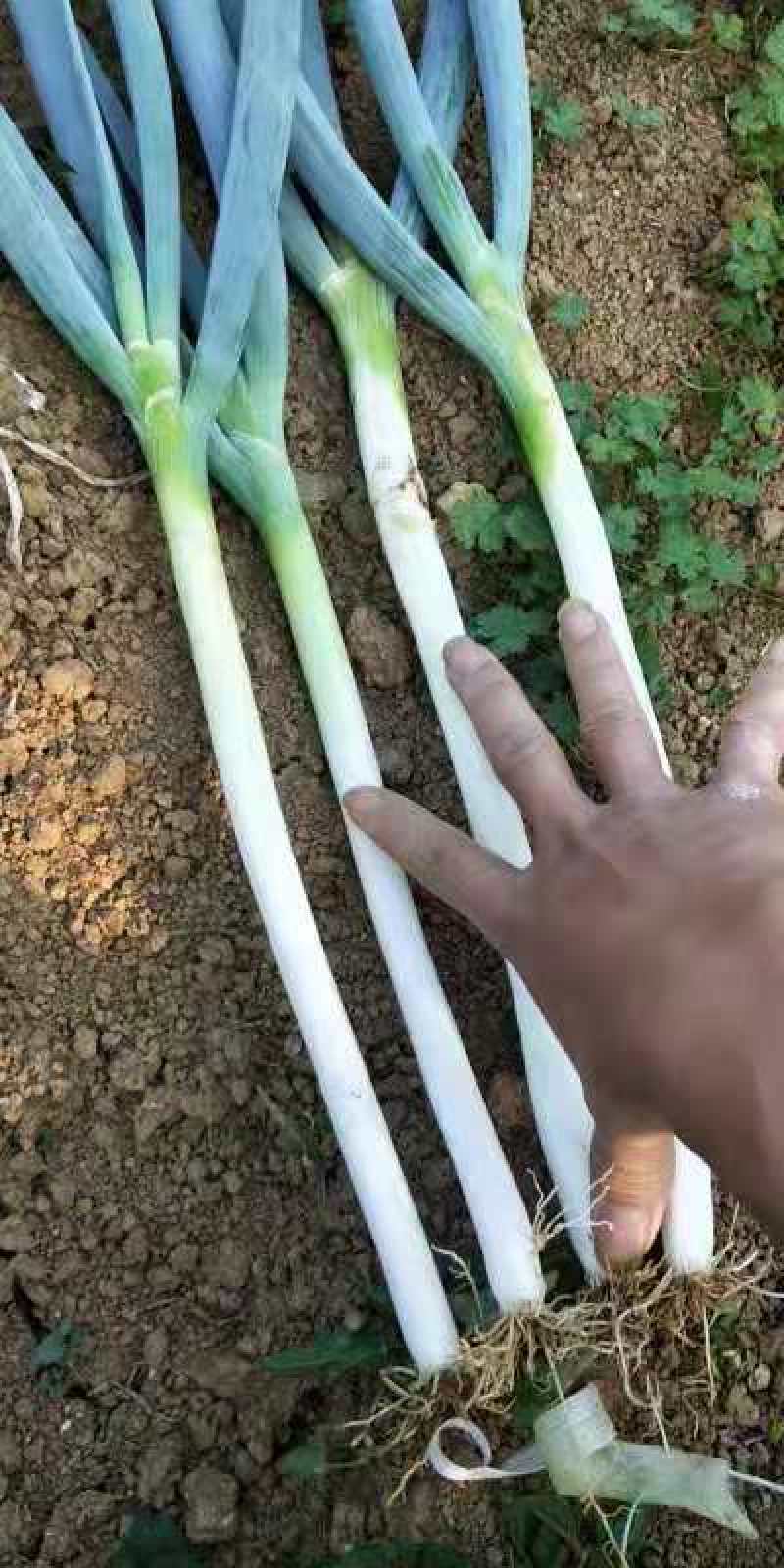 大葱