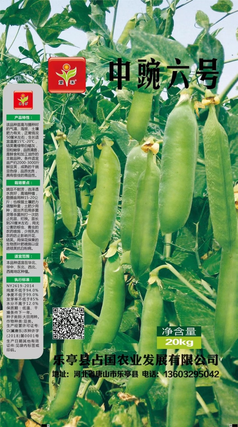 常年产地供应优质豌豆种子中豌六号九号甜豌豆