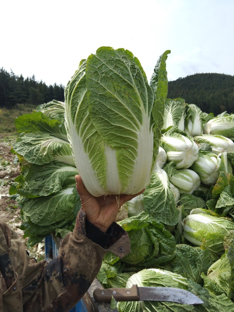 旱地大白菜上市了，精品