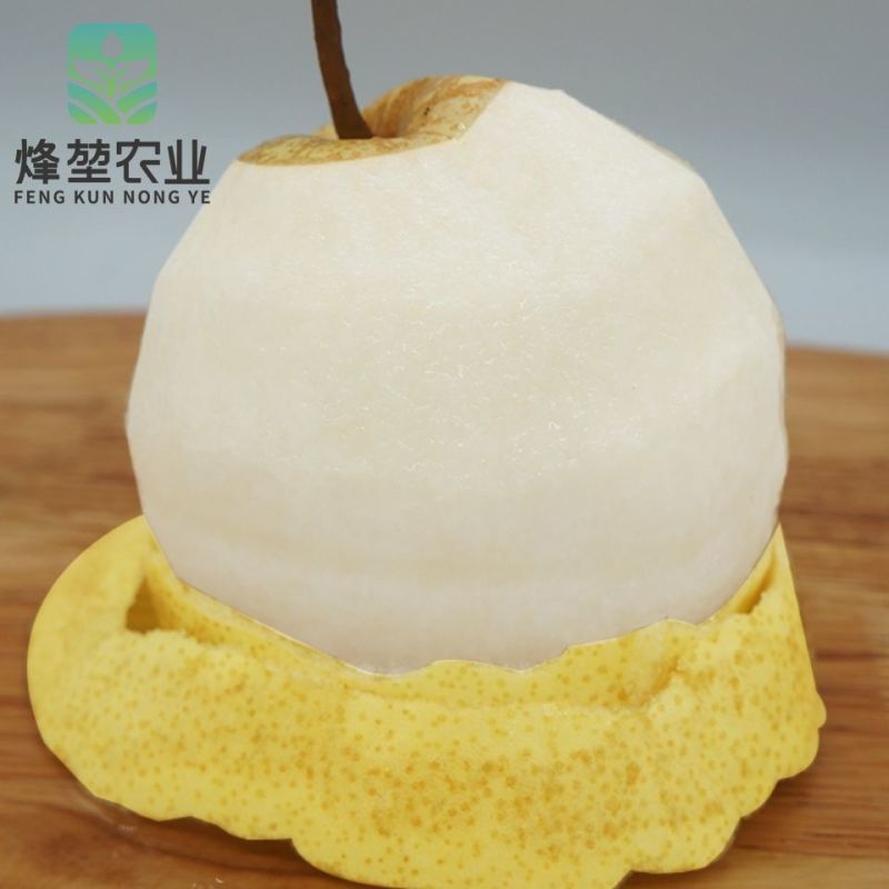 陕西大荔砀山酥梨蒲城酥梨一件代发产地直发整车直发