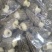 羊肚菌，人工种植栽培羊肚菌，烘干羊肚菌，食用菌。