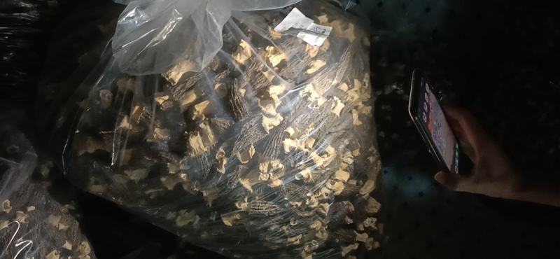 羊肚菌，人工种植栽培羊肚菌，烘干羊肚菌，食用菌。