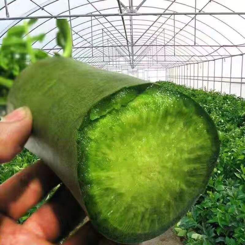 万亩水果萝卜青萝卜潍县萝卜大量开拔不辣甘甜免费小工