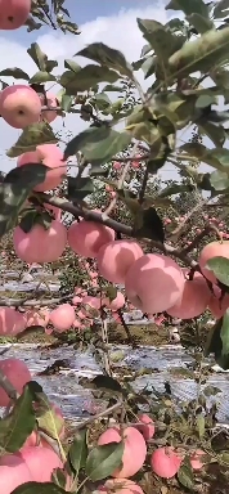陕西红富士苹果大量上市，产地一手货源，对接电商，一件代发