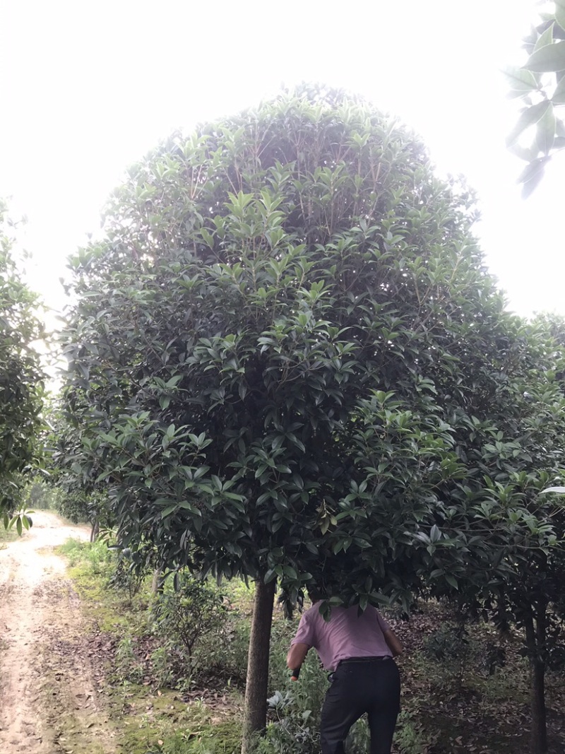 黑松及造型树，苗圃直发，量大从优诚信经营一手货源
