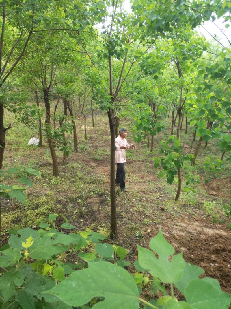 黑松及造型树，苗圃直发，量大从优诚信经营一手货源