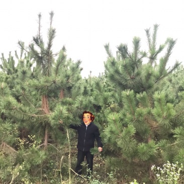 黑松及造型树，苗圃直发，量大从优诚信经营一手货源
