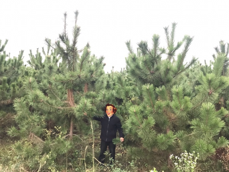 黑松及造型树，苗圃直发，量大从优诚信经营一手货源
