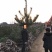 黑松及造型树，苗圃直发，量大从优诚信经营一手货源