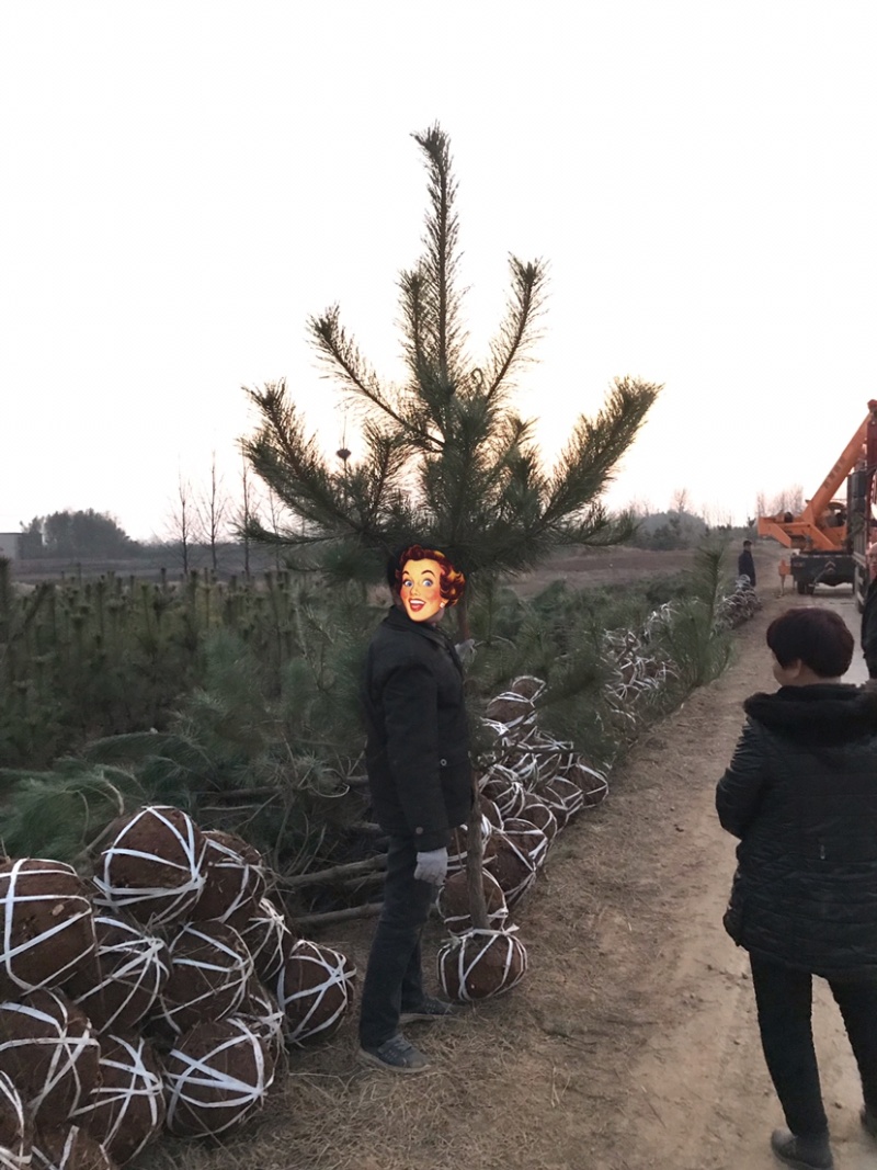 黑松及造型树，苗圃直发，量大从优诚信经营一手货源