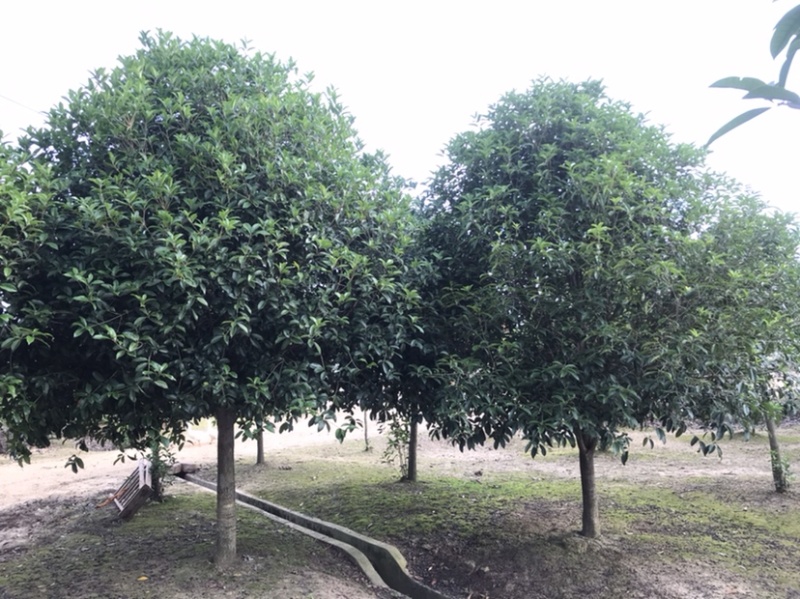 黑松及造型树，苗圃直发，量大从优诚信经营一手货源