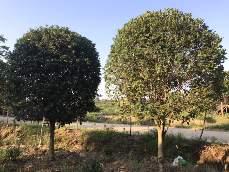 黑松及造型树，苗圃直发，量大从优诚信经营一手货源